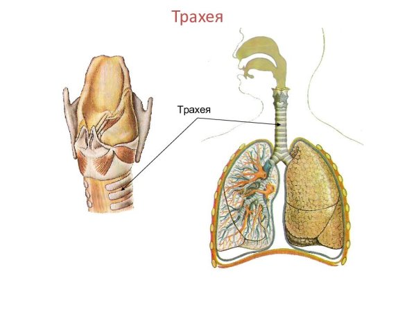 Органы дыхания человека трахея