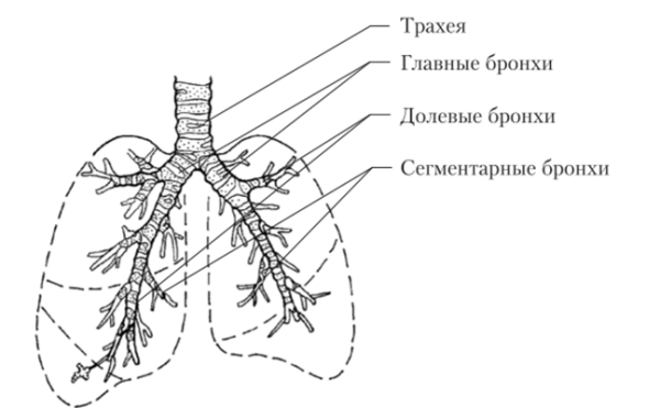 Бронхи схема анатомия