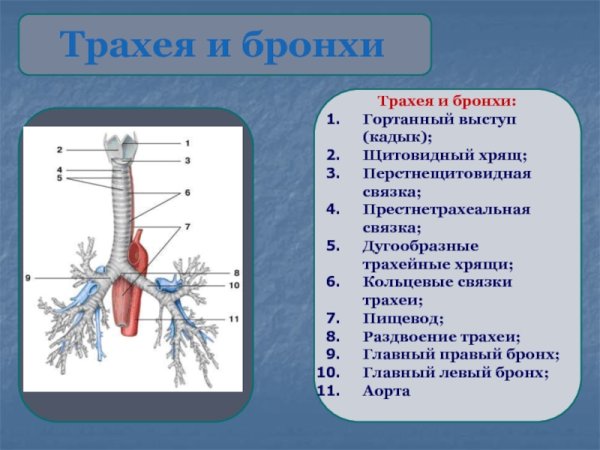 Трахея и бронхи строение и функции