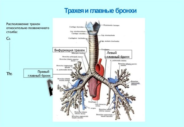 Дыхательная система бронхиальное дерево