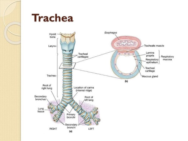Trachea анатомия