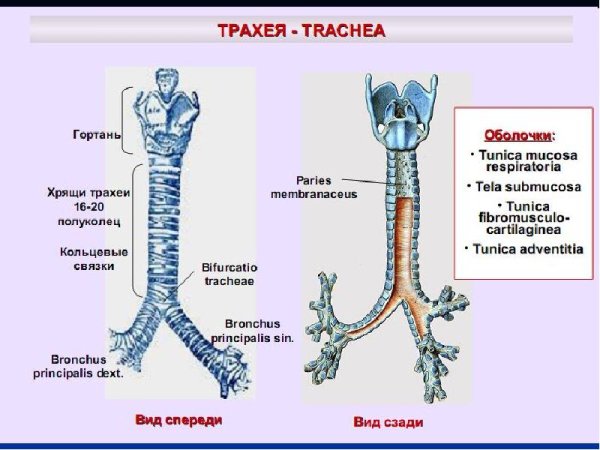 Трахея и бронхи вид спереди