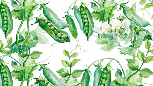 Горох посевной плод