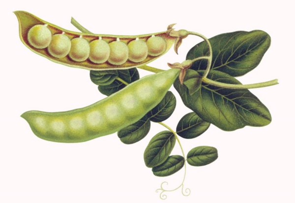 Горох мультяшный