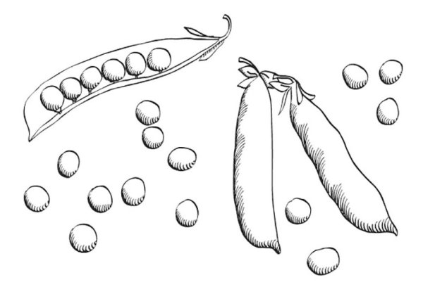 Стручок гороха вектор