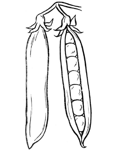 Горошек раскраска для детей