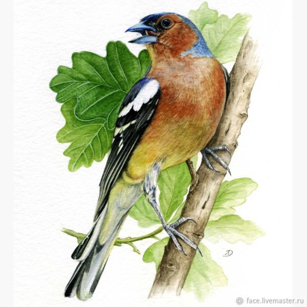 Кайгородова Зяблик