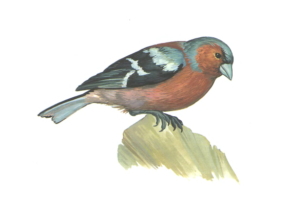 Зяблик карточка