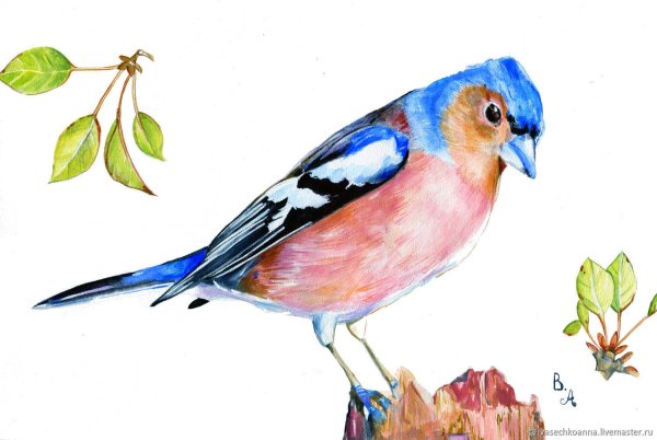 Зяблик рисунок