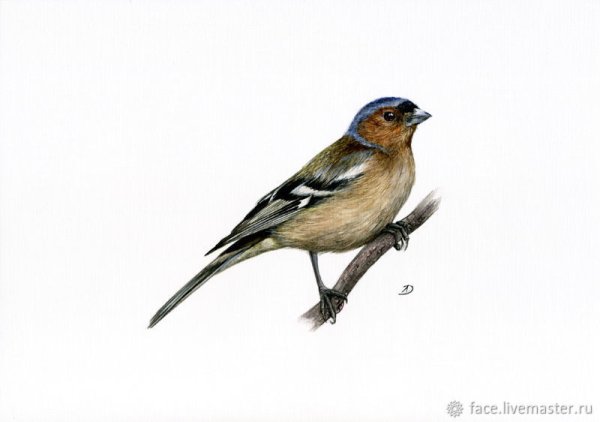 Нарисовать зяблика