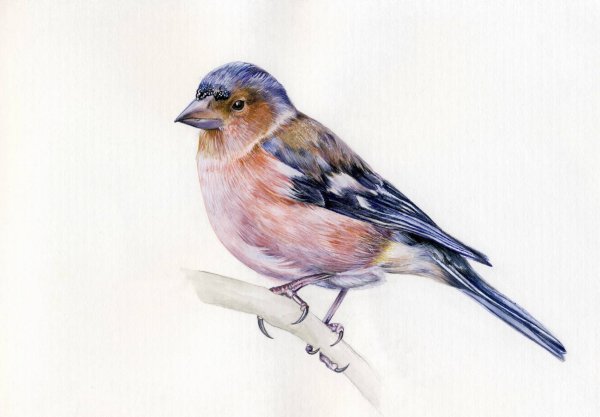 Зяблик для детей