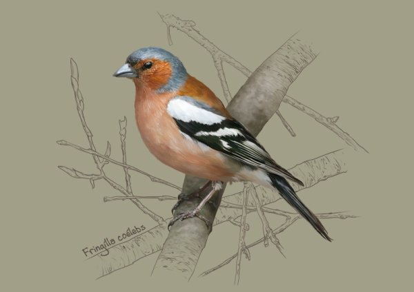 Птица Юрок в живописи