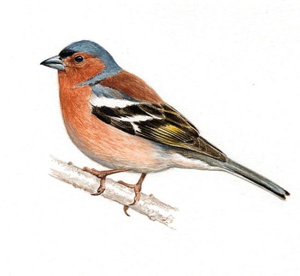 Зяблик иллюстрация