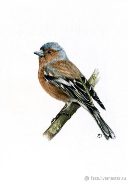 Лесные птицы акварель