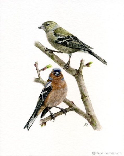 Зяблик цветными карандашами