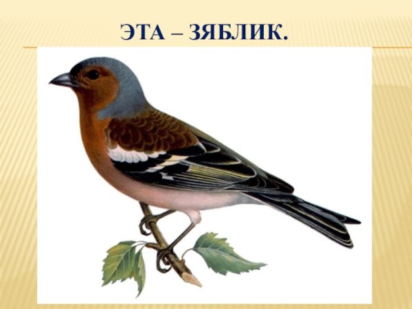 Зяблик на белом фоне