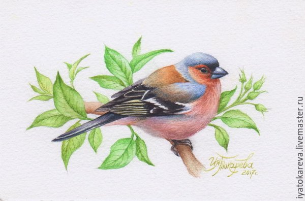 Зяблик акварелью