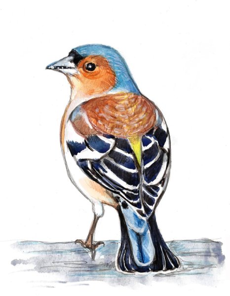 Раскрасить зяблика