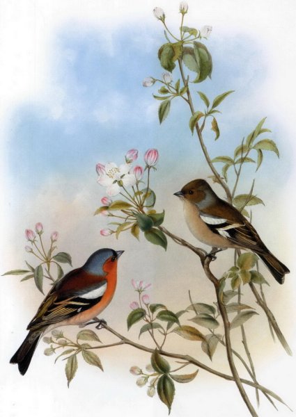 Зяблик птицы Европы