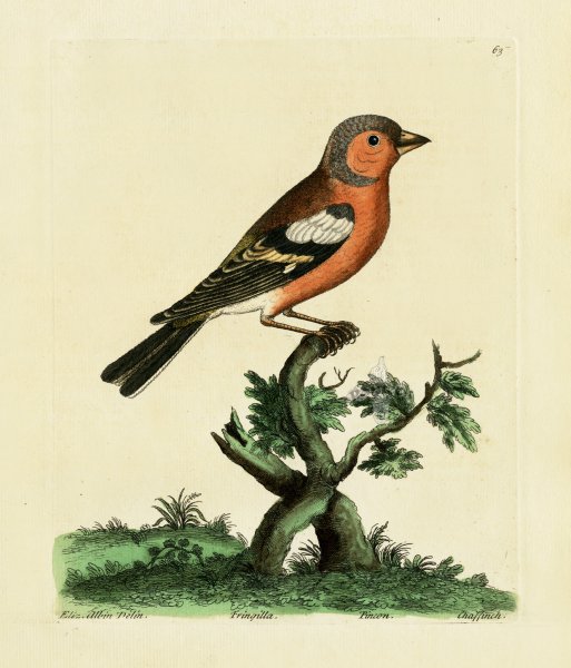 Зяблик рисунок для детей