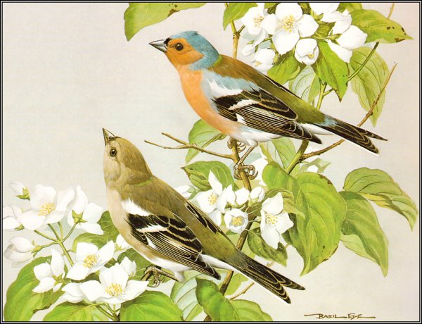 Базиль Эде птицы