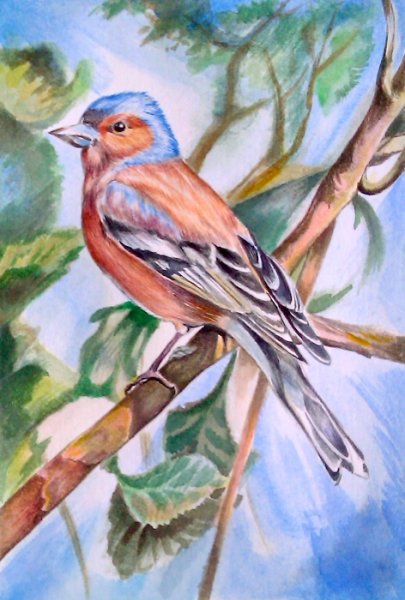 Зяблик картина