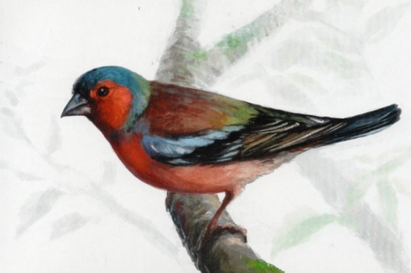 Зяблик акварелью