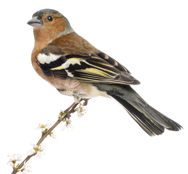 Зяблик на белом фоне