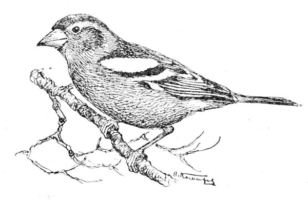 Зяблик раскраска