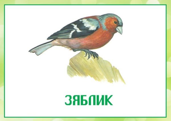 Зяблик для детей