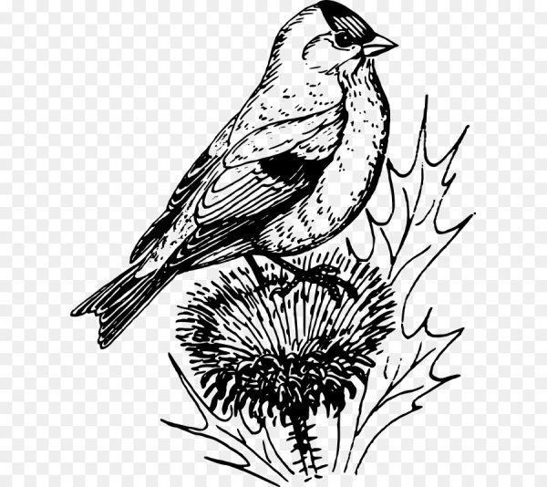 Зяблик раскраска