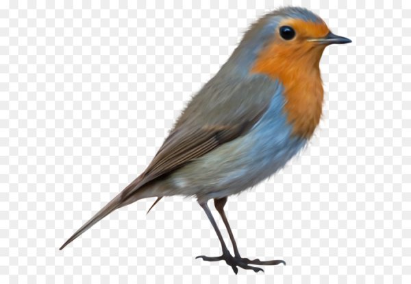 Малиновка на белом фоне