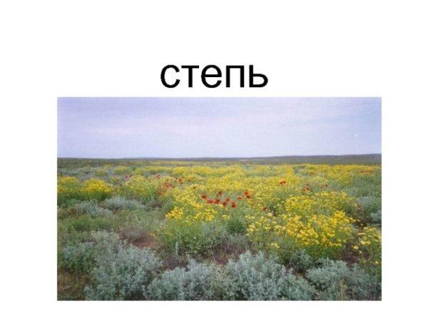 Что такое степь 4 класс