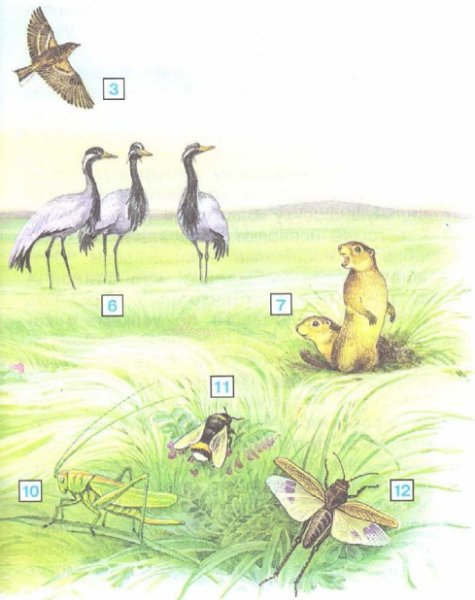 Зона степей рисунок