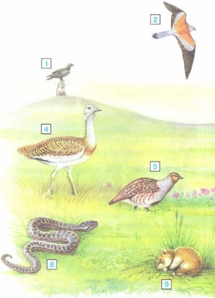 Детские рисунки степи