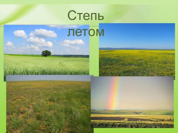 Степь природная зона