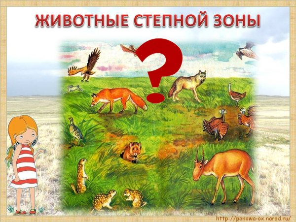 Тюльпан Ирис ковыль Типчак степные растения