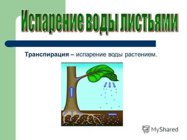 Транспирация у растений это