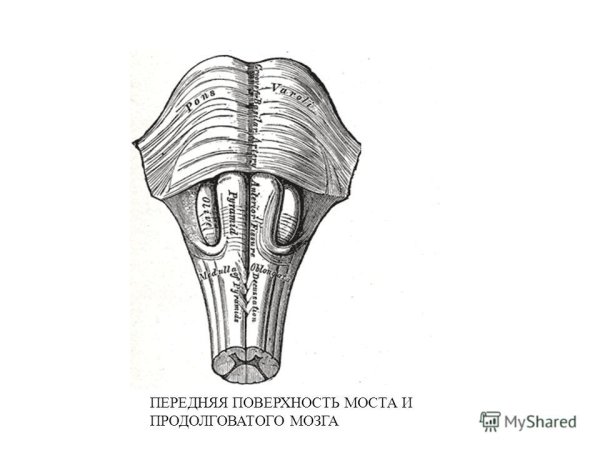 Мост и продолговатый мозг анатомия