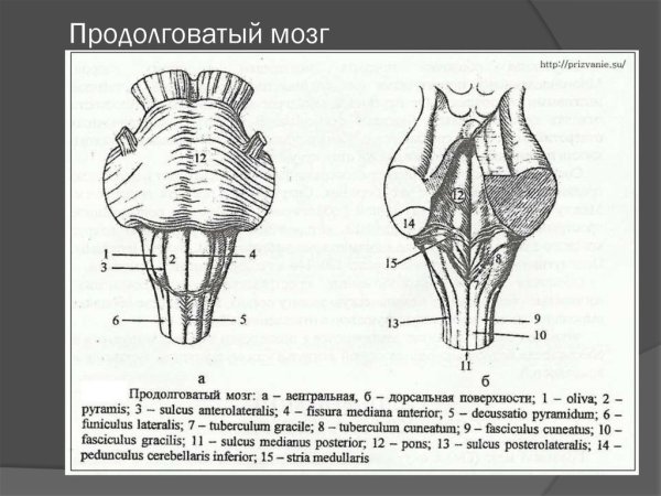 Схема строения продолговатого мозга