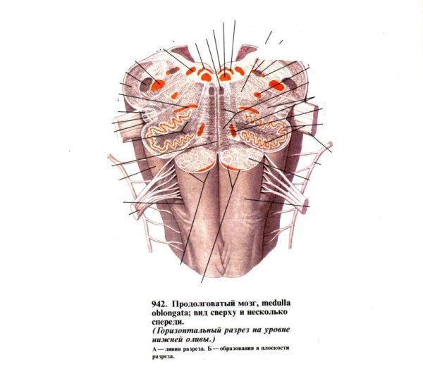 Продолговатый мозг мост вид сверху вид снизу