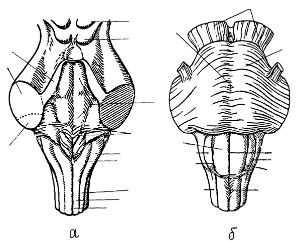 Продолговатый мозг мост вид сверху вид снизу