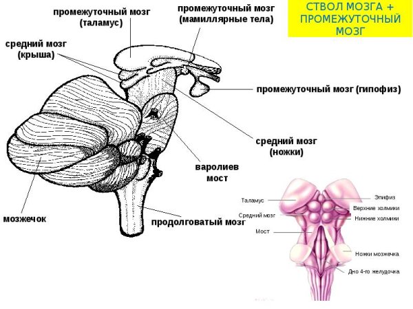Продолговатый мозг и варолиев мост в сагиттальной проекции