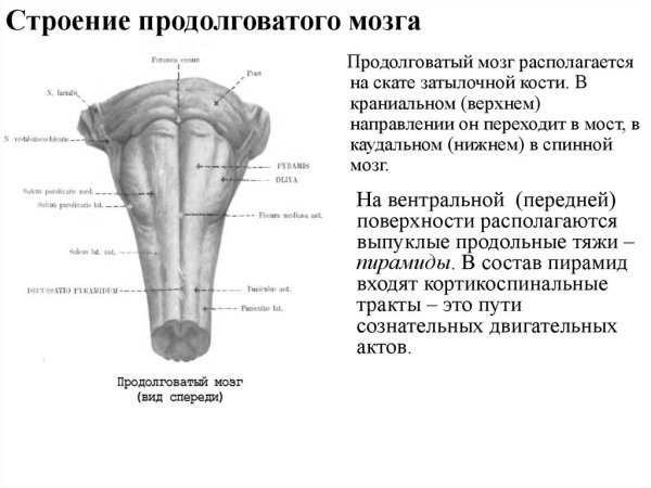 Внешнее строение продолговатого мозга анатомия