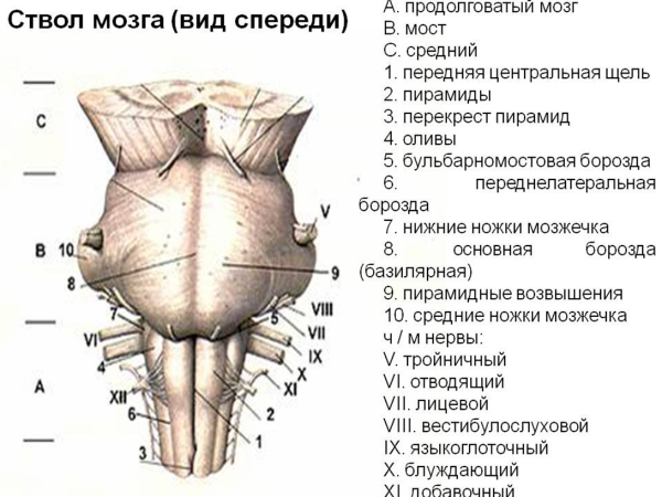 Ствол головного мозга вид спереди схема