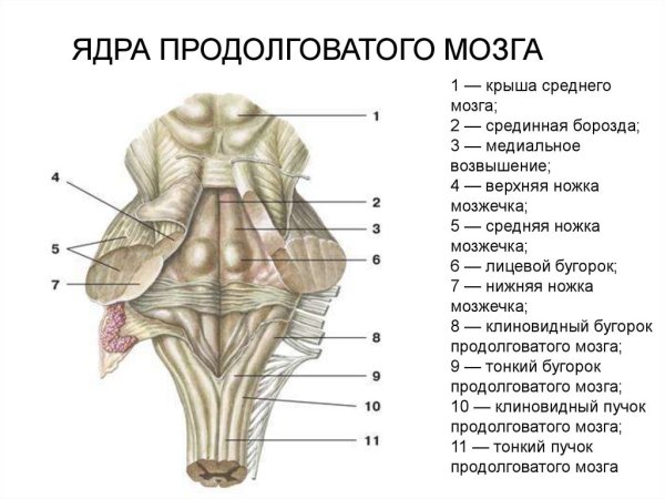 Ствол мозга строение анатомия