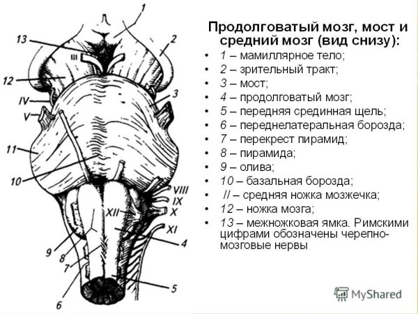 Ствол мозга строение вид спереди