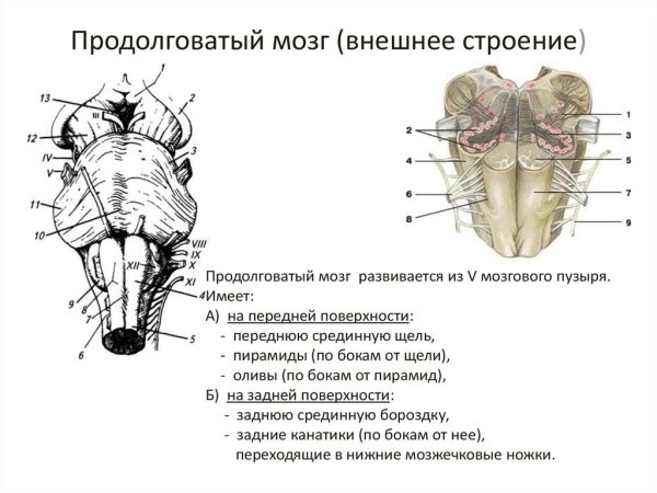 Вентральная поверхность продолговатого мозга схема