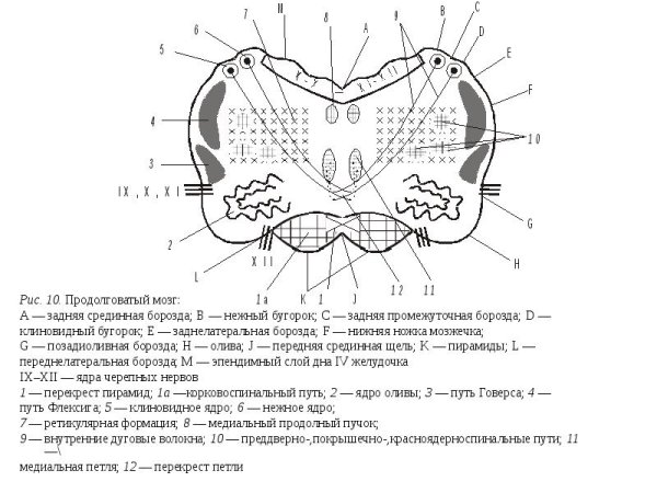 Поперечный срез продолговатого мозга схема