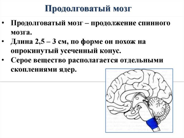 Продолговатый мозг